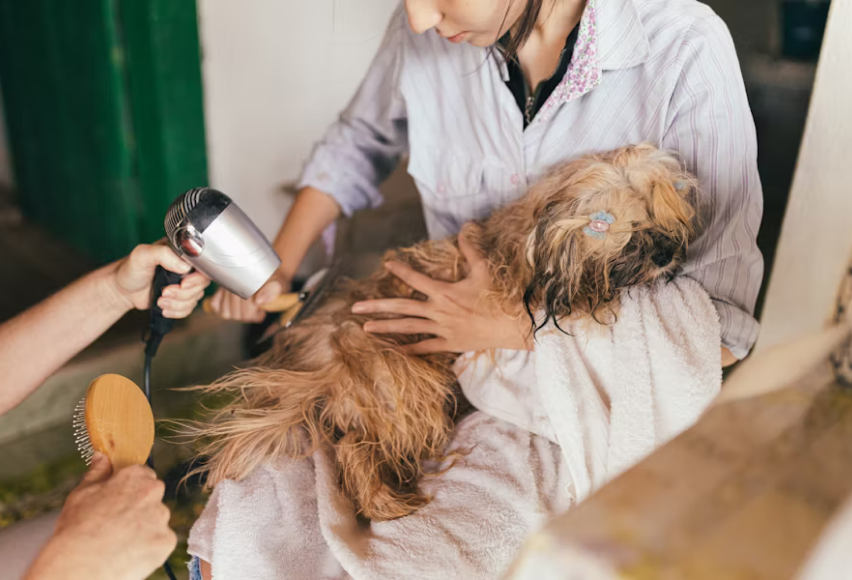 Shih Tzhu Getting Groomed
