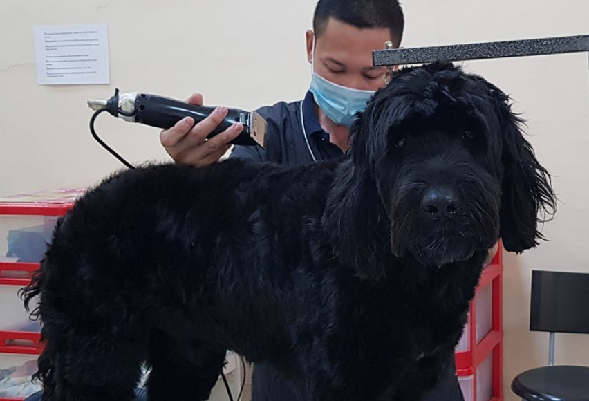 Black Dog Is Getting Groomed