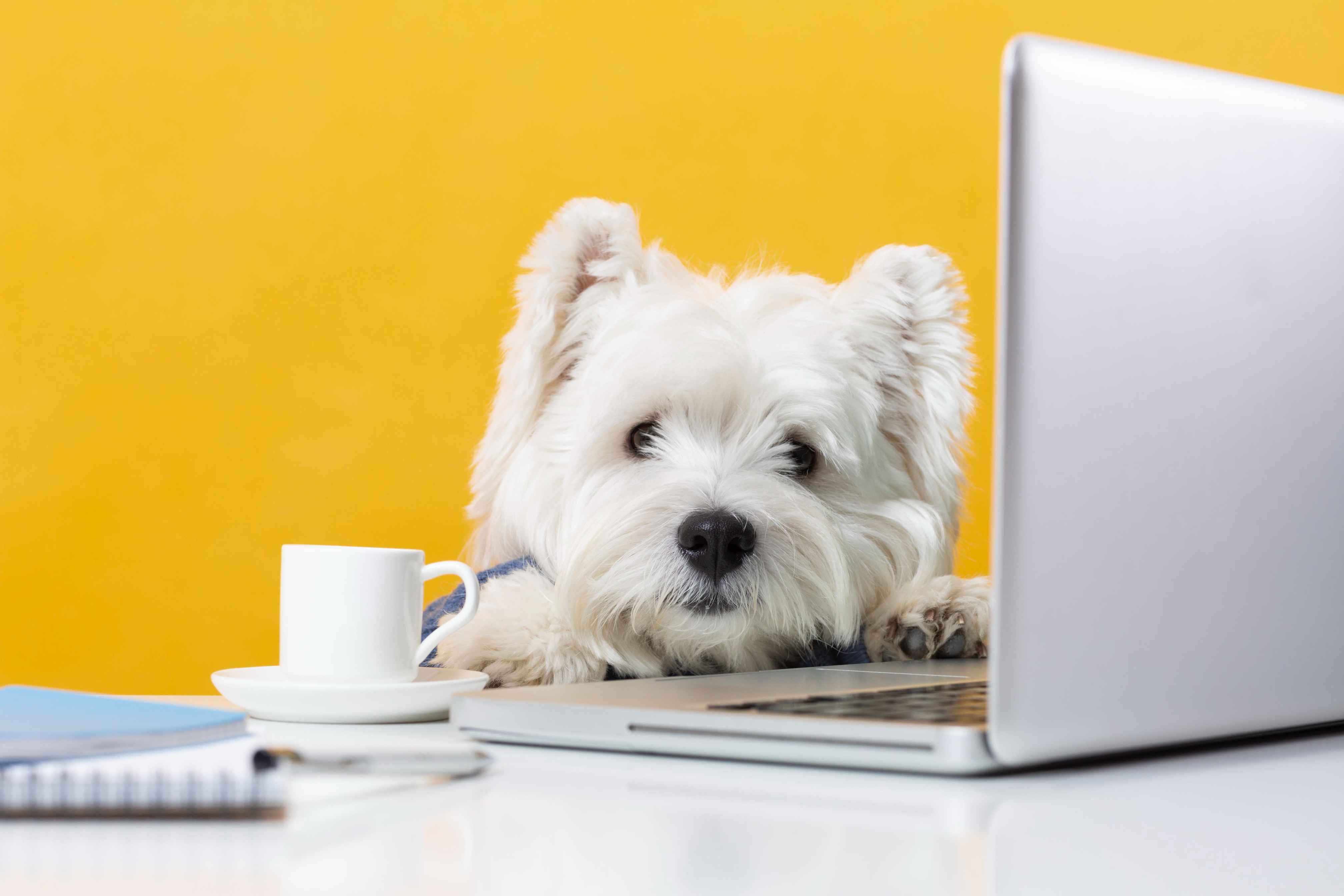 dog boarding business marketing